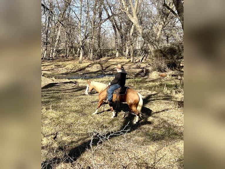 Quarter horse américain Jument 7 Ans 147 cm Palomino in Sheffield