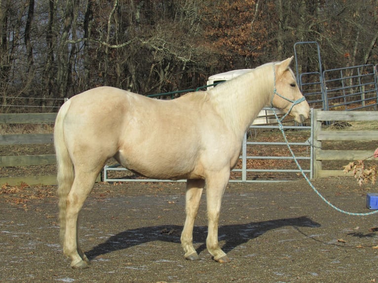 Quarter horse américain Jument 7 Ans 147 cm Palomino in Burgettstown, PA