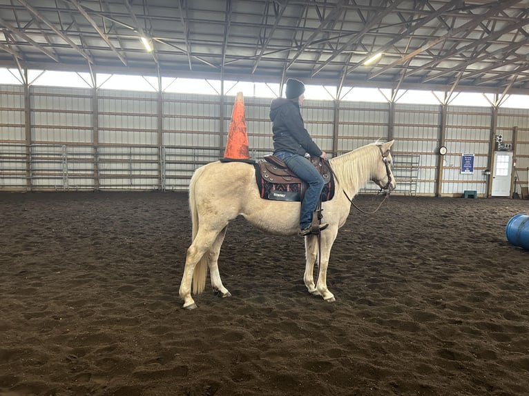 Quarter horse américain Jument 7 Ans 147 cm Palomino in Burgettstown, PA