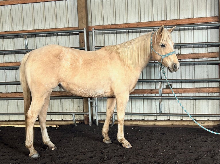 Quarter horse américain Jument 7 Ans 147 cm Palomino in Burgettstown, PA