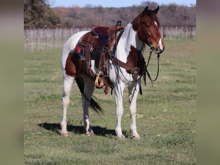 Quarter horse américain Jument 7 Ans 147 cm Tobiano-toutes couleurs in Lipan TX