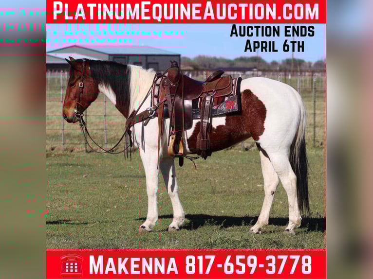 Quarter horse américain Jument 7 Ans 147 cm Tobiano-toutes couleurs in Lipan TX