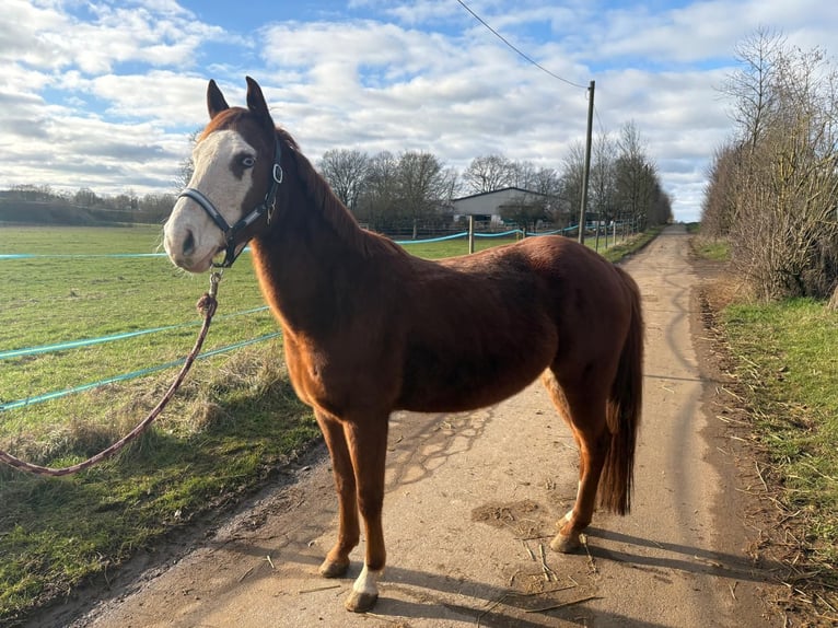 Quarter horse américain Jument 7 Ans 148 cm Alezan in Hungen Quarter horse américain Jument 7 Ans 148 cm Alezan in Hungen