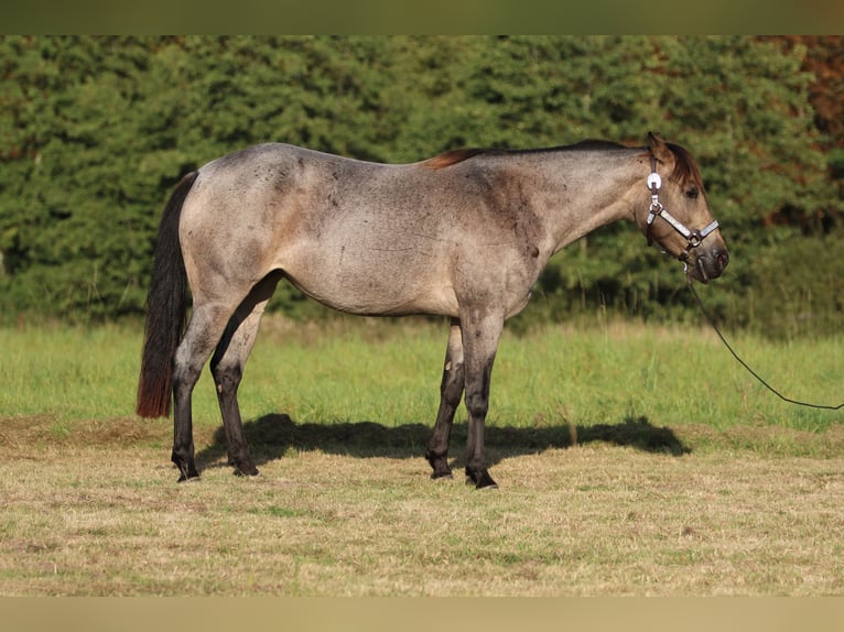 Quarter horse américain Jument 7 Ans 148 cm Buckskin in Elmenhorst-Lichtenhagen