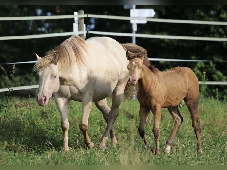 Quarter horse américain Jument 7 Ans 148 cm Champagne in Waldshut-Tiengen