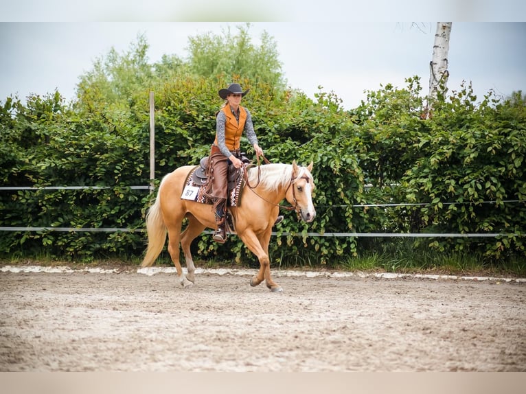 Quarter horse américain Jument 7 Ans 148 cm Palomino in Ueß