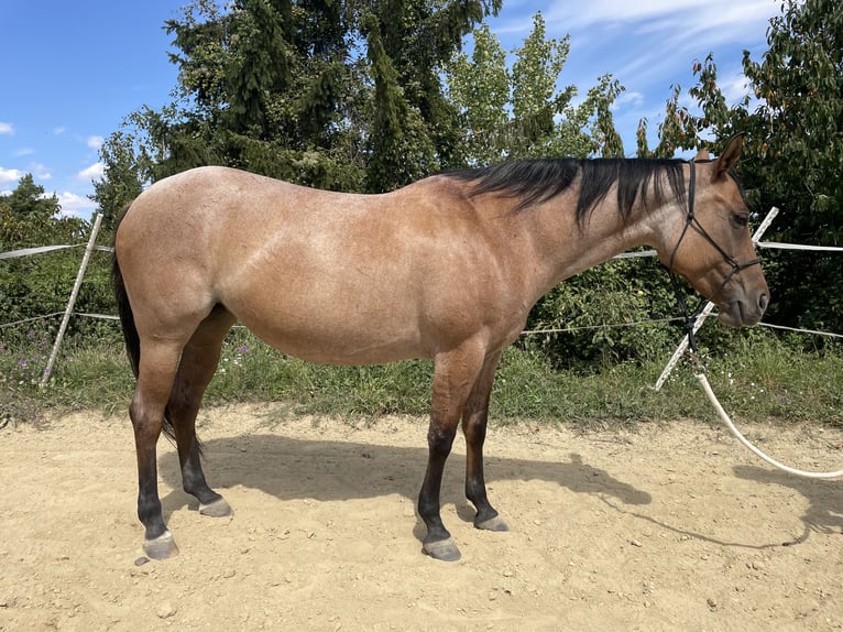 Quarter horse américain Jument 7 Ans 148 cm Rouan Rouge in Stettenhof Quarter horse américain Jument 7 Ans 148 cm Rouan Rouge in Stettenhof
