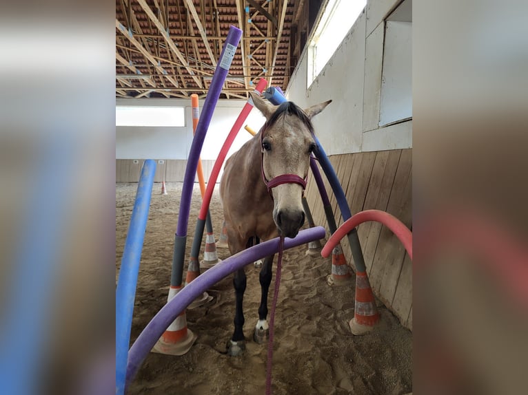 Quarter horse américain Croisé Jument 7 Ans 149 cm Buckskin in Moosthenning