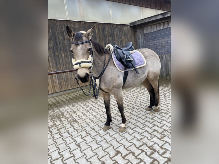Quarter horse américain Croisé Jument 7 Ans 149 cm Buckskin in Moosthenning