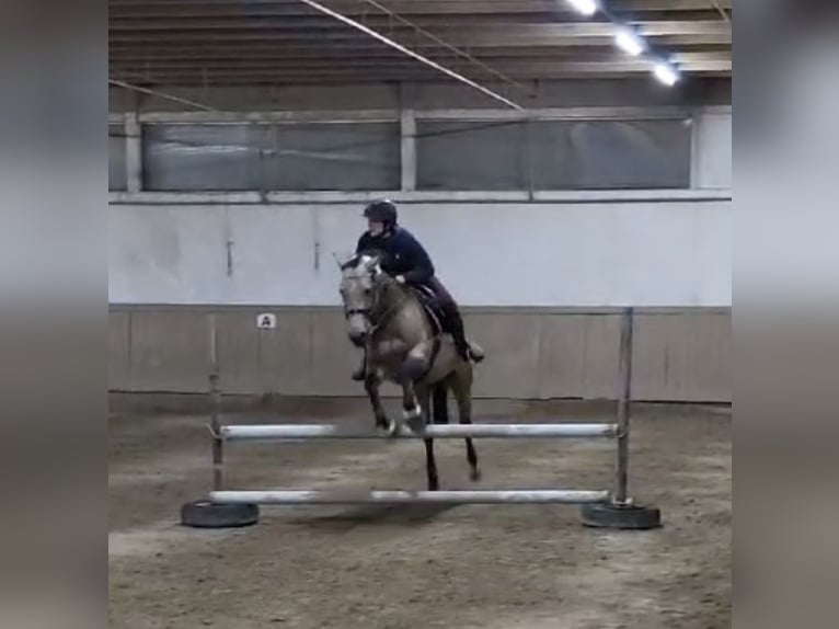 Quarter horse américain Croisé Jument 7 Ans 149 cm Buckskin in Moosthenning