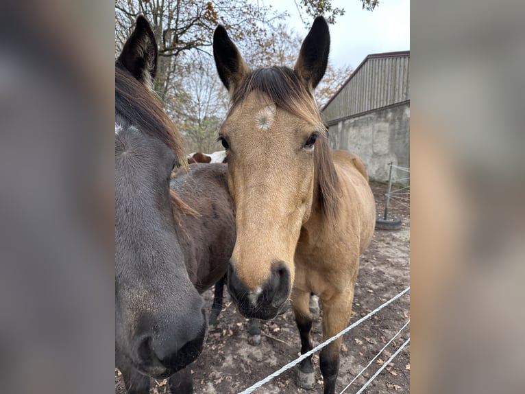 Quarter horse américain Jument 7 Ans 149 cm Buckskin in Möllenhagen