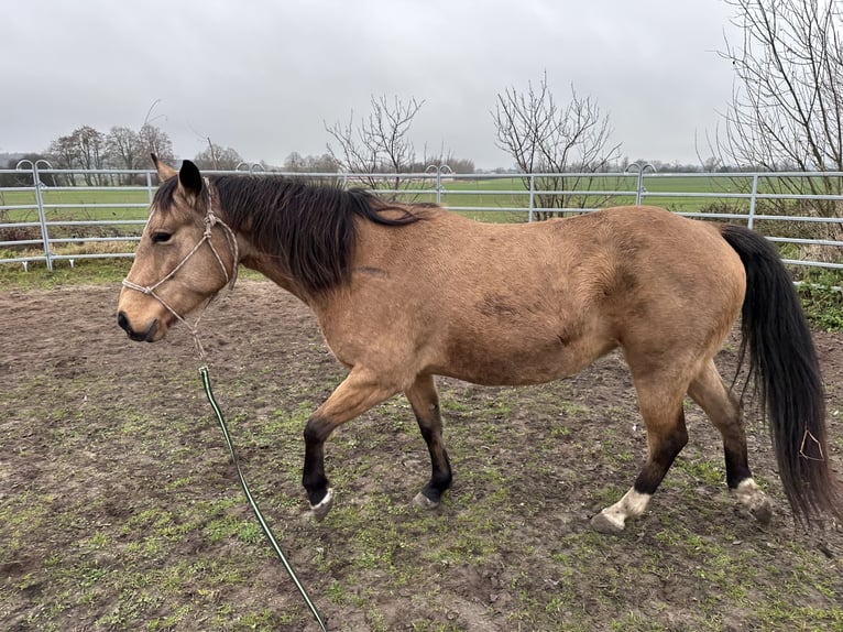 Quarter horse américain Jument 7 Ans 149 cm Buckskin in Möllenhagen