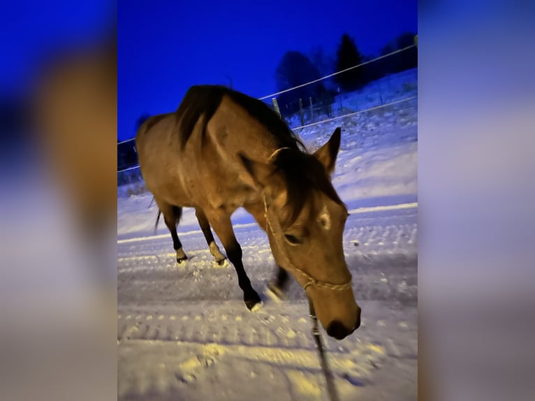 Quarter horse américain Jument 7 Ans 149 cm Buckskin in Möllenhagen