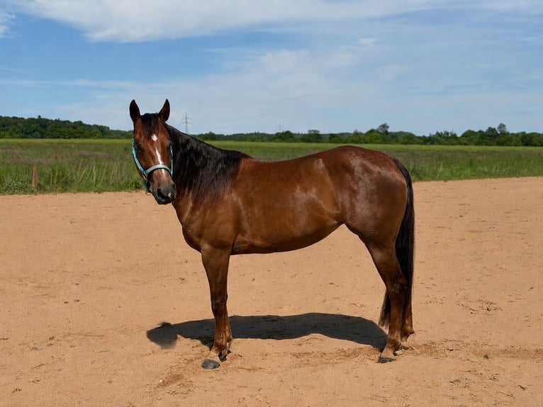 Quarter horse américain Jument 7 Ans 150 cm Alezan brûlé in Wertheim