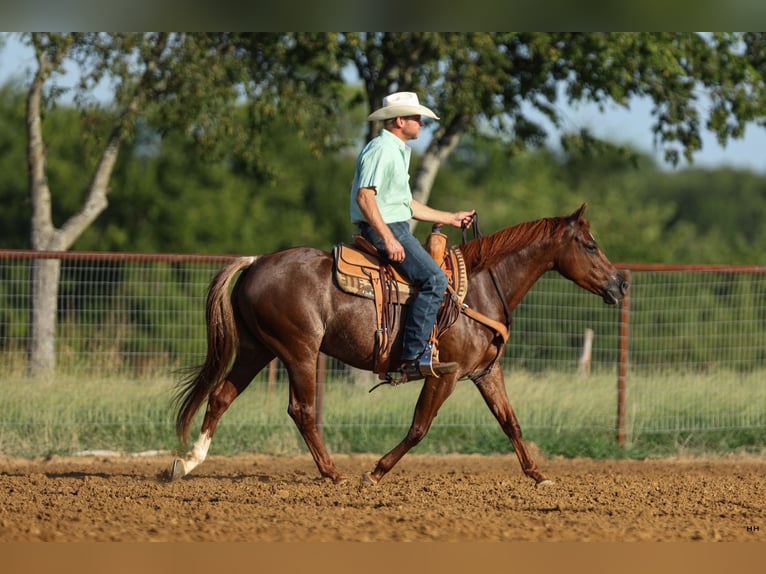 Quarter horse américain Jument 7 Ans 150 cm Alezan cuivré in Kingston