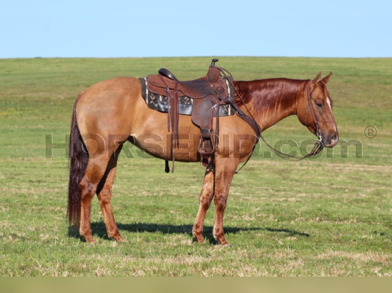 Quarter horse américain Jument 7 Ans 150 cm Alezan dun in Clarion, PA