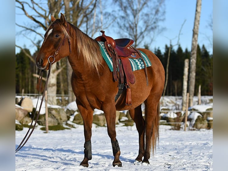 Quarter horse américain Jument 7 Ans 150 cm Bai cerise in Hassleholm