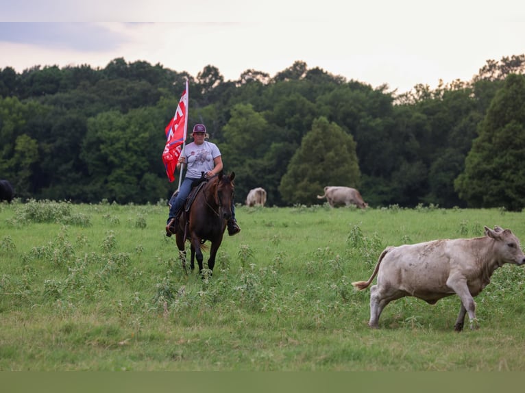 Quarter horse américain Jument 7 Ans 150 cm Bai cerise in Canton TX
