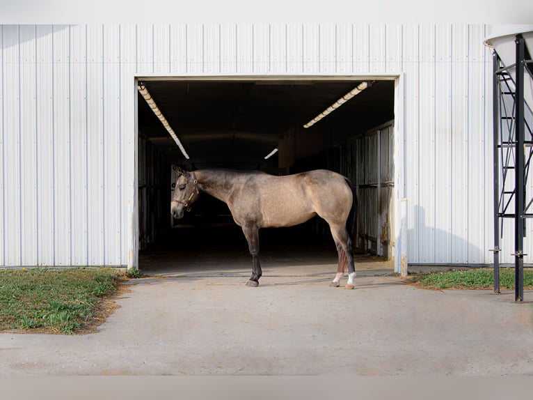 Quarter horse américain Jument 7 Ans 150 cm Buckskin in Cannon Falls