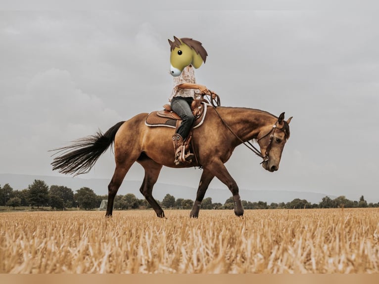 Quarter horse américain Jument 7 Ans 150 cm Buckskin in Springe