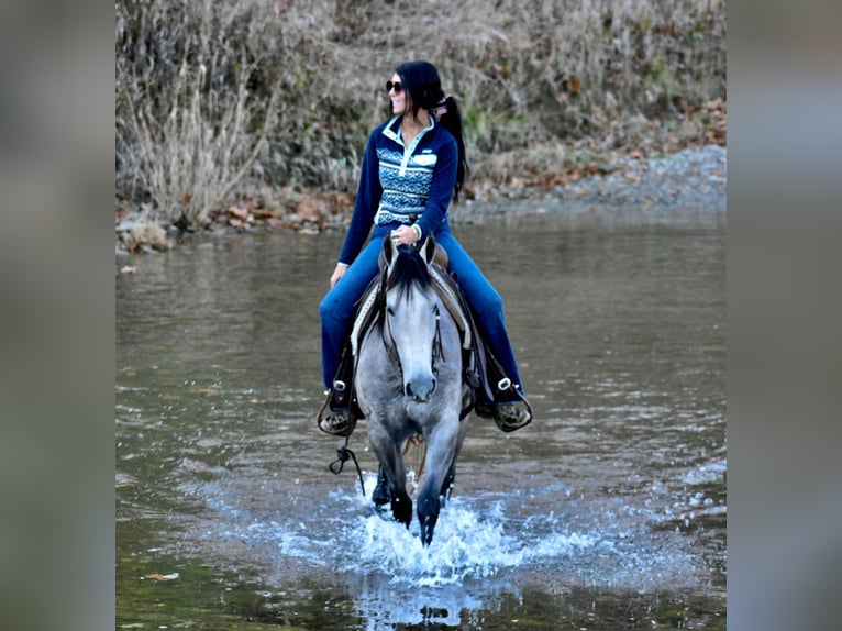 Quarter horse américain Jument 7 Ans 150 cm Gris pommelé in Carlisle KY