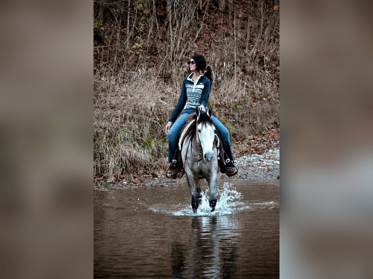 Quarter horse américain Jument 7 Ans 150 cm Gris pommelé in Carlisle KY