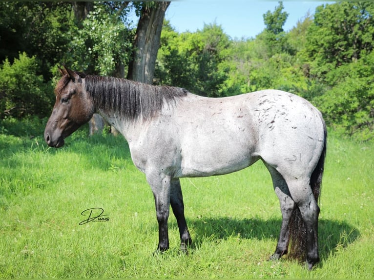 Quarter horse américain Jument 7 Ans 150 cm Rouan Bleu in Thedford