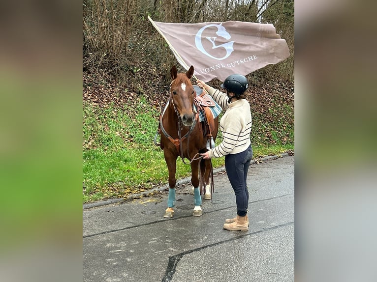 Quarter horse américain Jument 7 Ans 151 cm in Bad Wimpfen