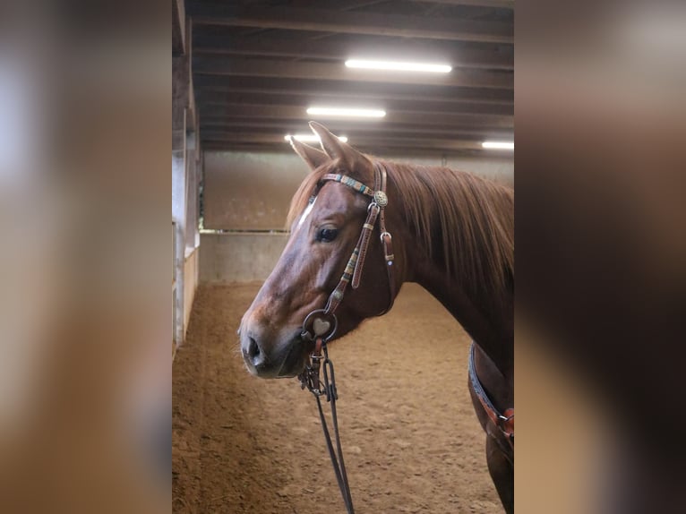 Quarter horse américain Jument 7 Ans 151 cm in Bad Wimpfen
