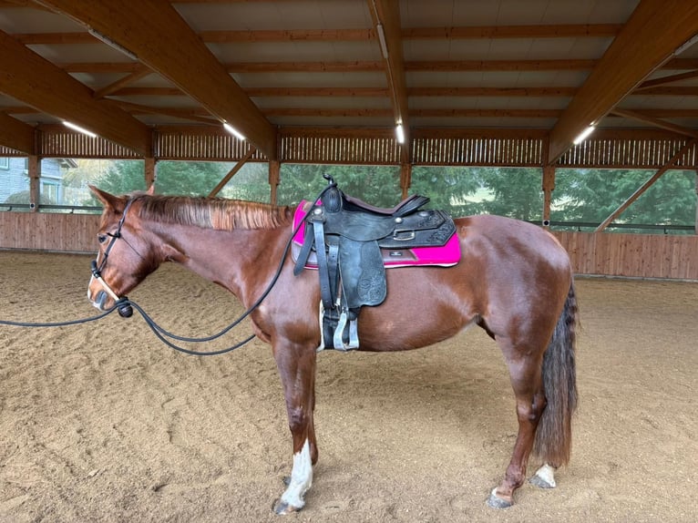 Quarter horse américain Jument 7 Ans 152 cm Alezan brûlé in Durchhausen