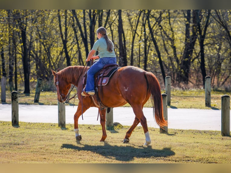 Quarter horse américain Jument 7 Ans 152 cm Alezan cuivré in Forney