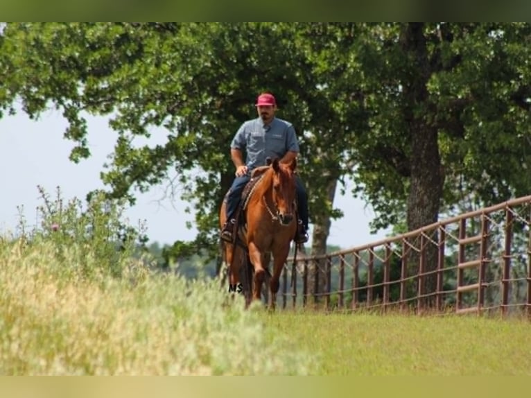Quarter horse américain Jument 7 Ans 152 cm Alezan cuivré in Whitesboro