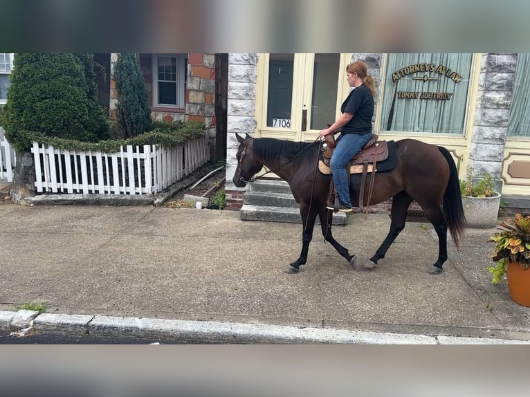 Quarter horse américain Jument 7 Ans 152 cm Bai cerise in Henderson
