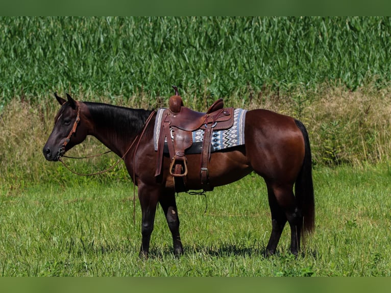 Quarter horse américain Jument 7 Ans 152 cm Bai cerise in Henderson