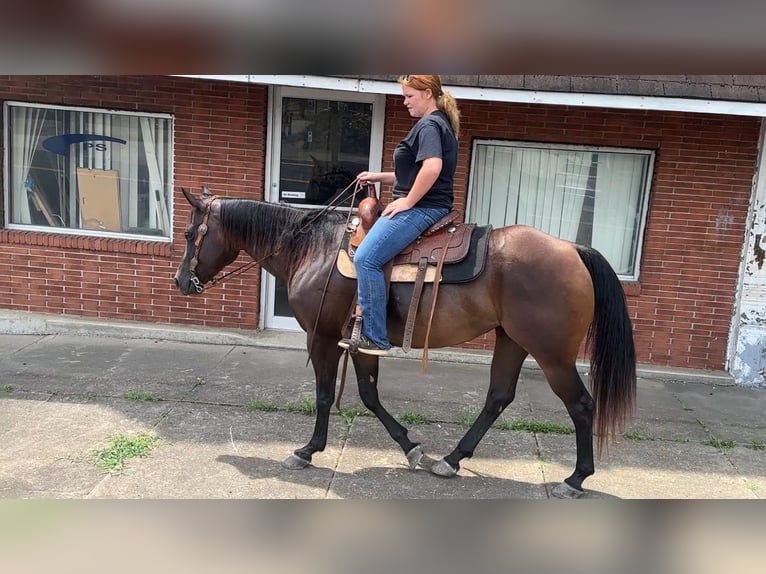 Quarter horse américain Jument 7 Ans 152 cm Bai cerise in Henderson
