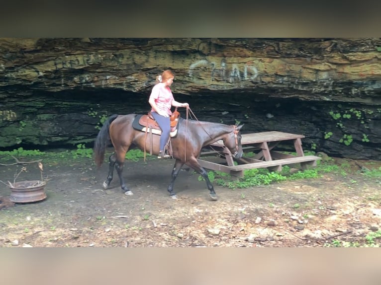 Quarter horse américain Jument 7 Ans 152 cm Bai cerise in Henderson