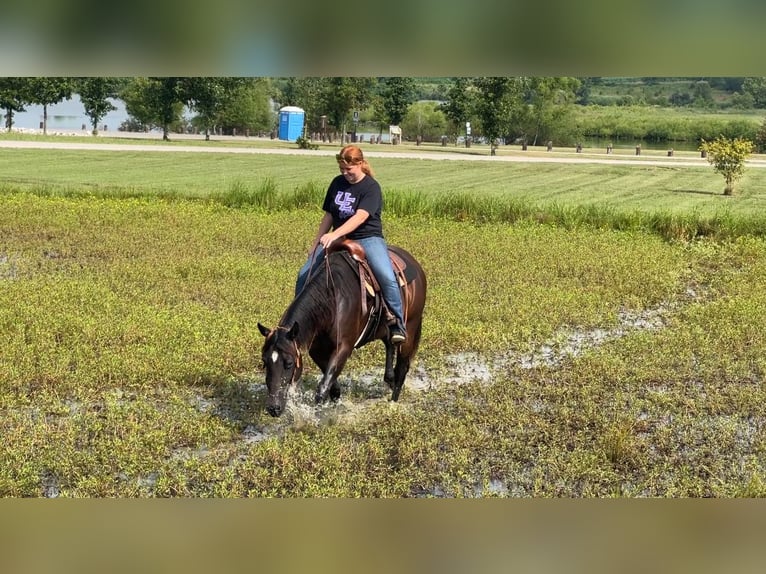 Quarter horse américain Jument 7 Ans 152 cm Bai cerise in Henderson