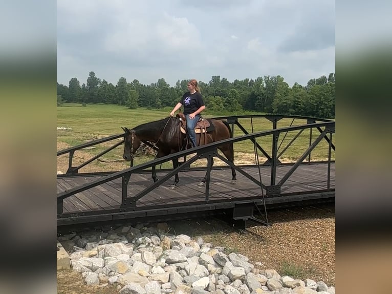 Quarter horse américain Jument 7 Ans 152 cm Bai cerise in Henderson