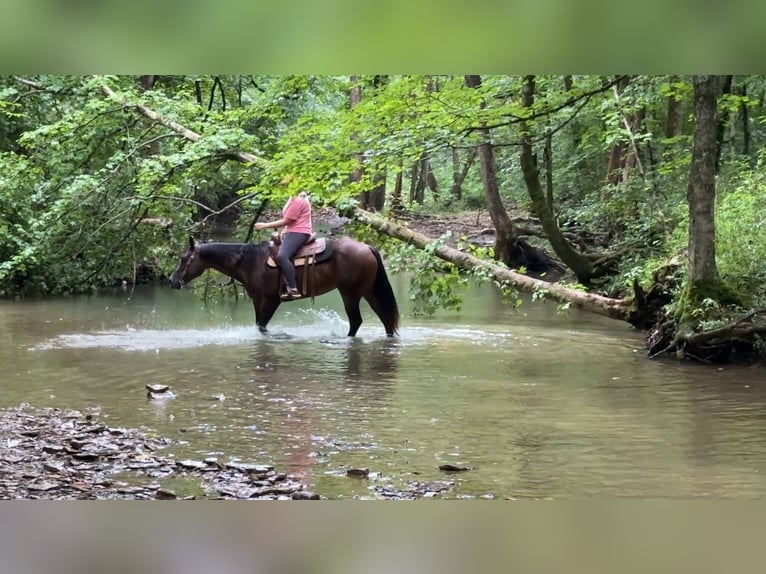 Quarter horse américain Jument 7 Ans 152 cm Bai cerise in Henderson