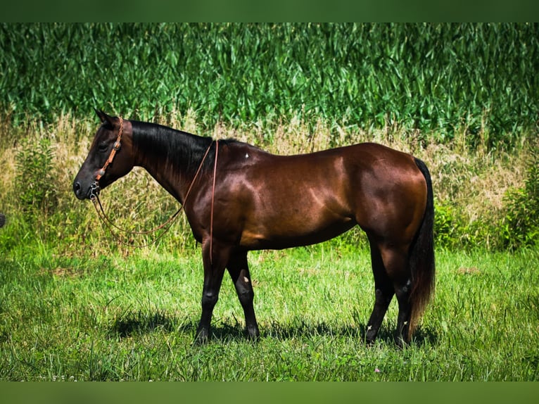 Quarter horse américain Jument 7 Ans 152 cm Bai cerise in Henderson