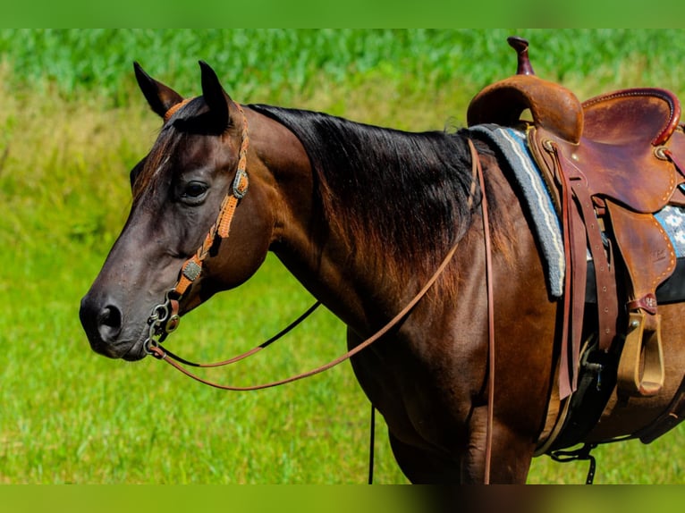 Quarter horse américain Jument 7 Ans 152 cm Bai cerise in Henderson