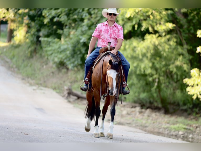 Quarter horse américain Jument 7 Ans 152 cm Bai cerise in Buffalo