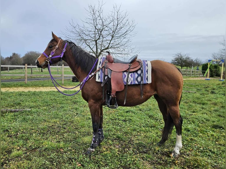 Quarter horse américain Jument 7 Ans 152 cm Bai in Linkenbach