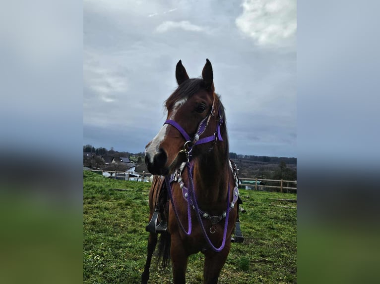 Quarter horse américain Jument 7 Ans 152 cm Bai in Linkenbach