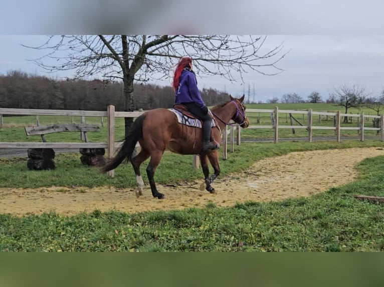 Quarter horse américain Jument 7 Ans 152 cm Bai in Linkenbach