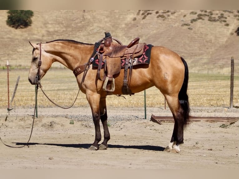 Quarter horse américain Jument 7 Ans 152 cm Buckskin in Tres Pinos
