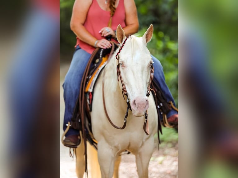 Quarter horse américain Jument 7 Ans 152 cm Cremello in Mt Hope AL