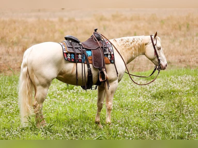 Quarter horse américain Jument 7 Ans 152 cm Cremello in Mt Hope AL