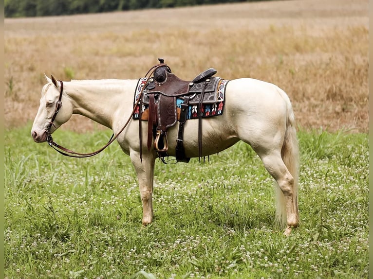 Quarter horse américain Jument 7 Ans 152 cm Cremello in Mt Hope AL