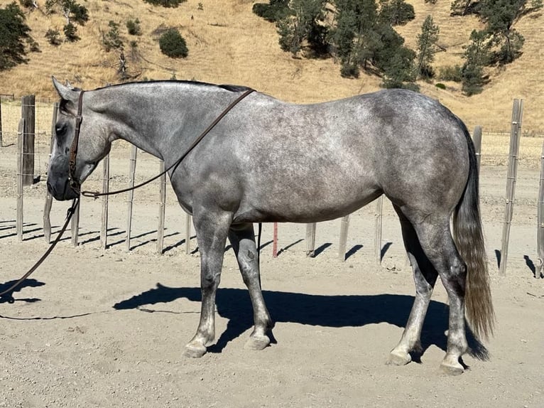 Quarter horse américain Jument 7 Ans 152 cm Gris pommelé in Paicines CA